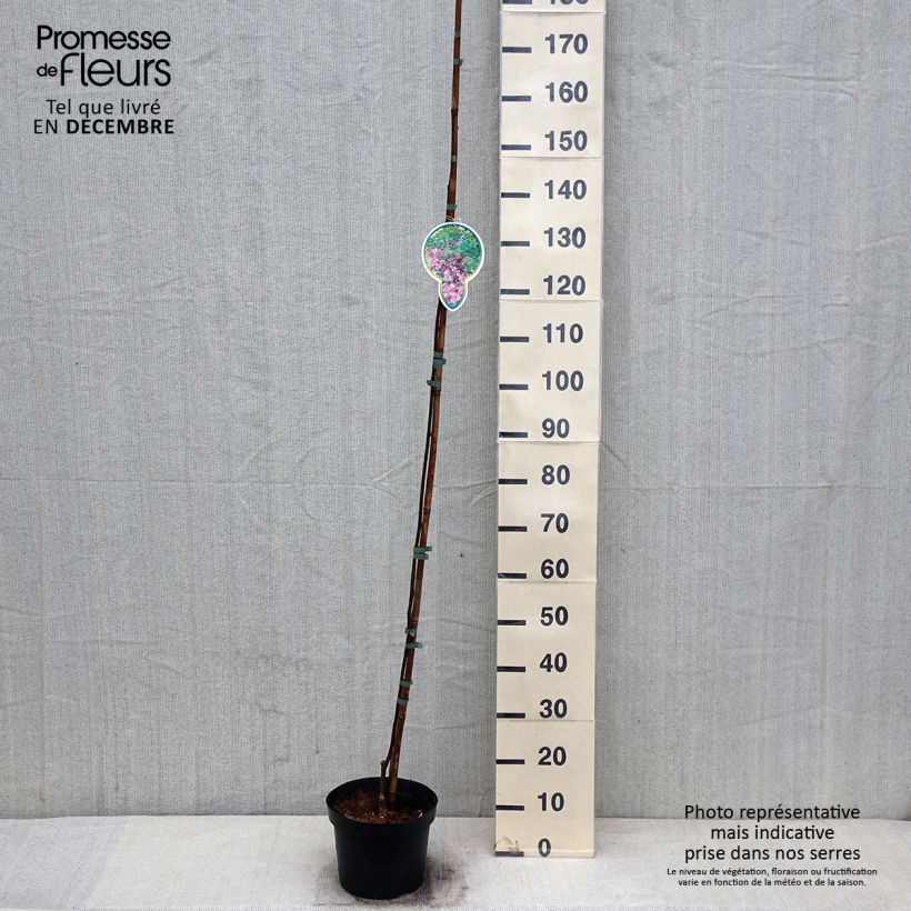Robinia pseudoacacia Casque Rouge - Black Locust 4L/5L pot sample as delivered in autumn
