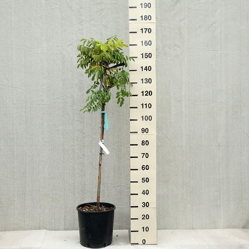 Robinia pseudoacacia Frisia - Black Locust 7.5L/10L pot sample as delivered in autumn