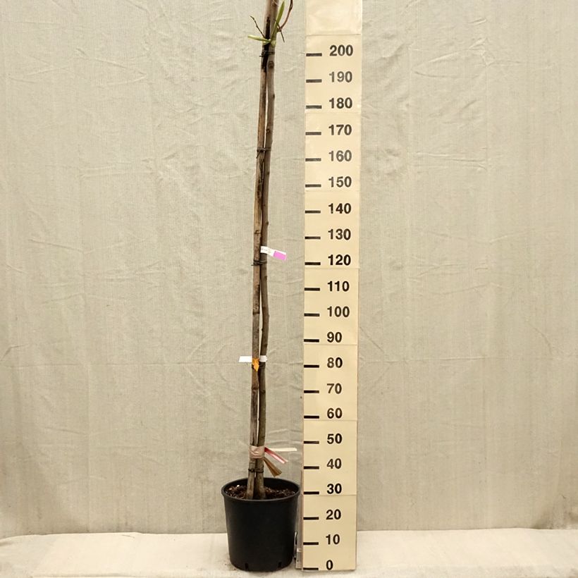 Robinia pseudoacacia Frisia - Black Locust 18L/20L pot sample as delivered in spring