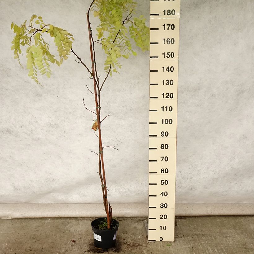 Robinia pseudoacacia Frisia - Black Locust 4L/5L pot sample as delivered in summer