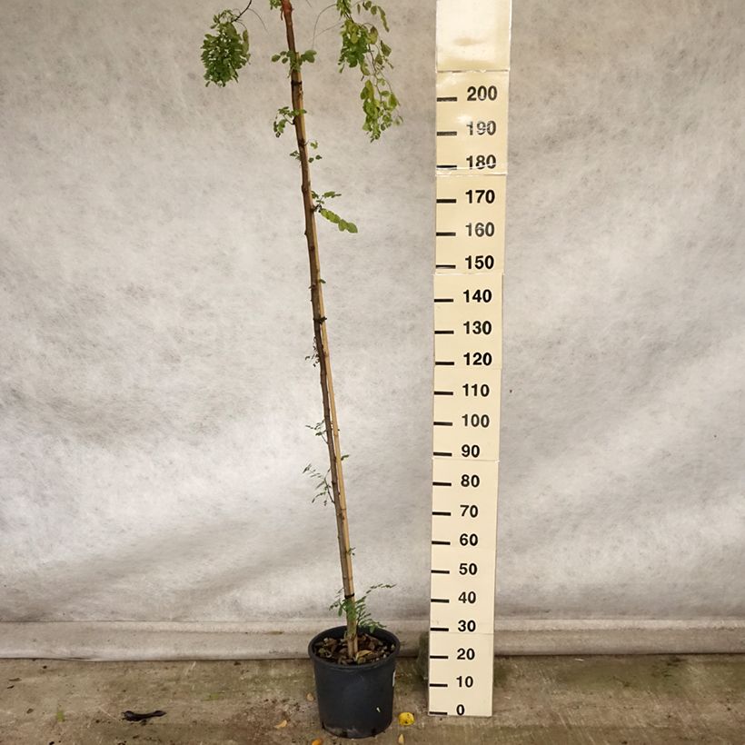 Robinia pseudoacacia Twisty Baby Lace Lady - Black Locust 7.5L/10L pot sample as delivered in autumn