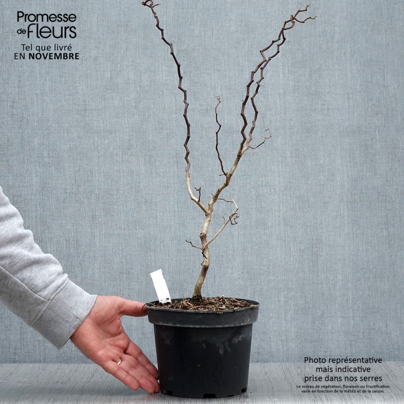 Robinia pseudoacacia Twisty Baby Lace Lady - Black Locust 3L/4L pot sample as delivered in autumn