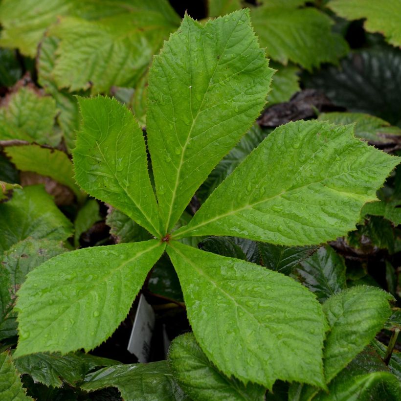 Rodgersia aesculifolia (Foliage)