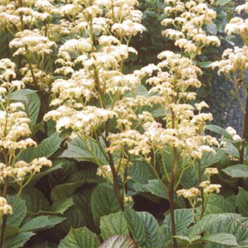 Rodgersia aesculifolia Irish Bronze (Flowering)