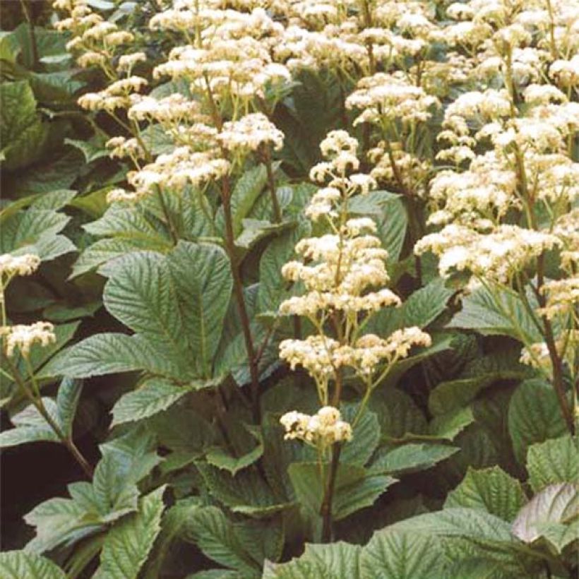 Rodgersia aesculifolia Irish Bronze (Plant habit)