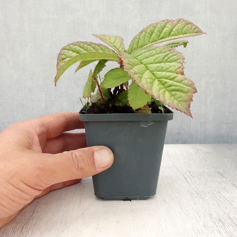 Rodgersia aesculifolia var. henrici 8/9 cm pot sample as delivered in summer