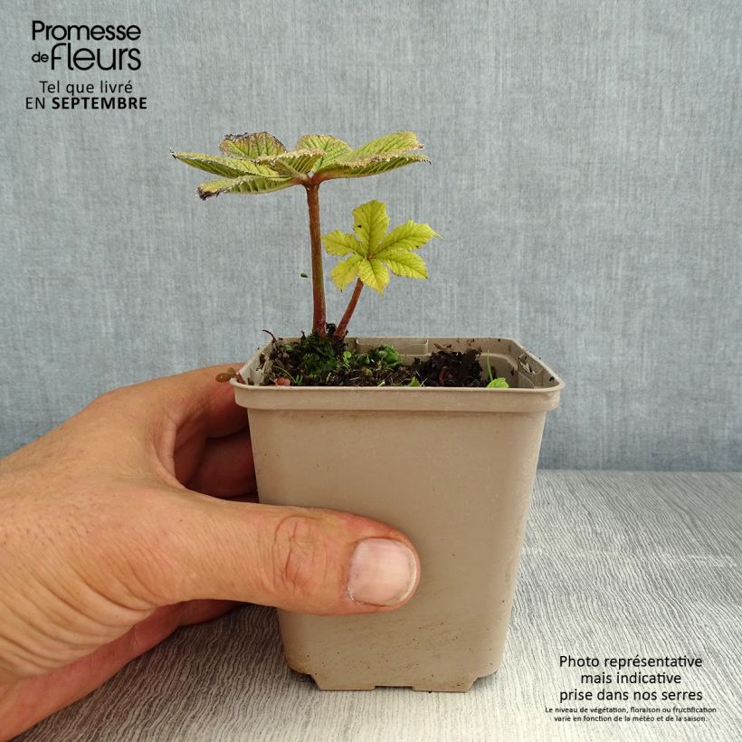 Rodgersia pinnata Hercules 8/9 cm pot sample as delivered in summer