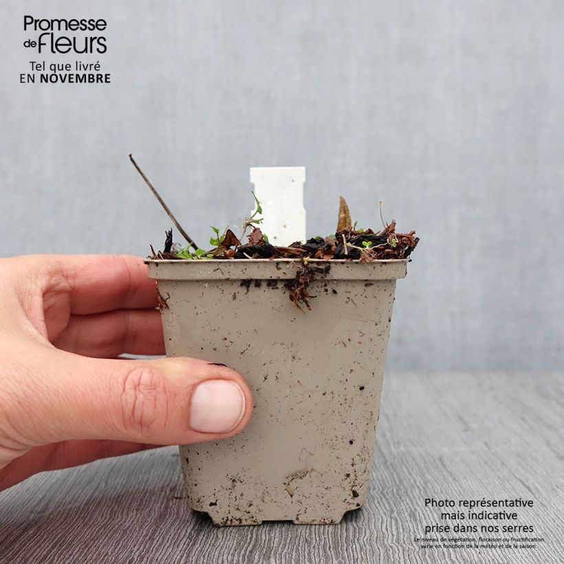Rodgersia podophylla 8/9 cm pot sample as delivered in autumn