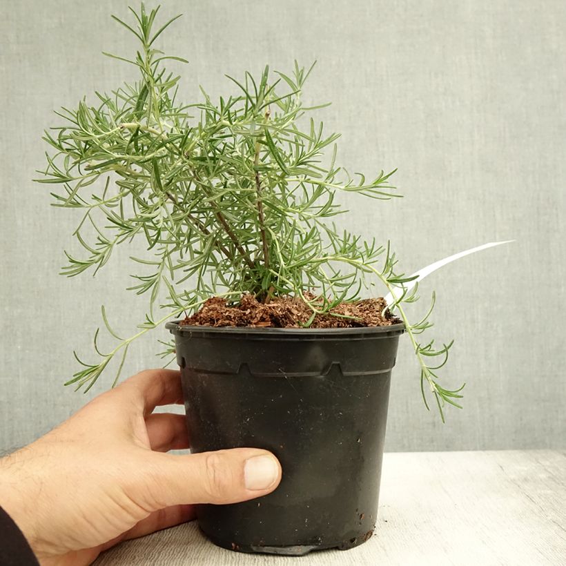 Rosmarinus officinalis Pointe du Raz 1.5L/2L pot sample as delivered in autumn