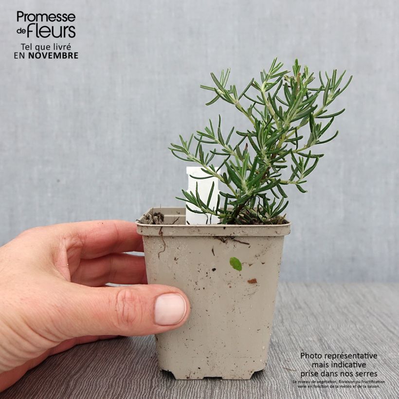 Rosmarinus officinalis Majorca Pink - Rosemary 8/9 cm pot sample as delivered in autumn