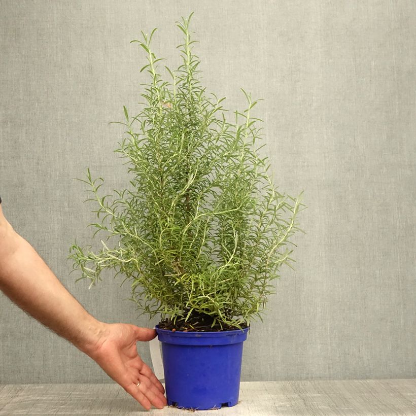 Rosmarinus officinalis Tuscan Blue 3L/4L pot sample as delivered in summer