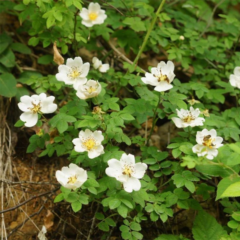 Rosa arvensis - Field Rose (Flowering)