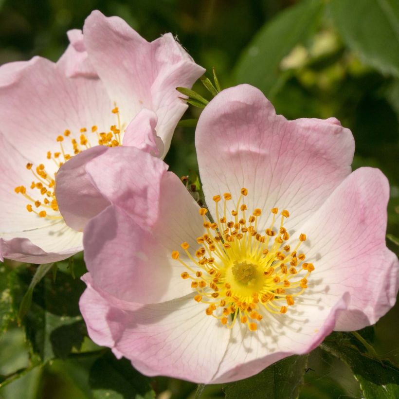Rosa canina  (Flowering)