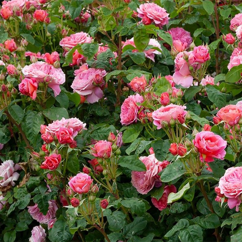 Rosa x floribunda Pick'n Go - Floribunda Rose (Plant habit)