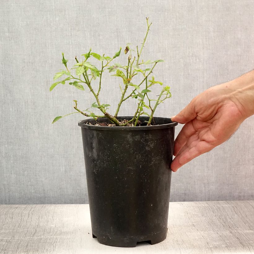 Rosa x polyantha Golden Border - Polyantha Rose 3L/4L pot sample as delivered in summer