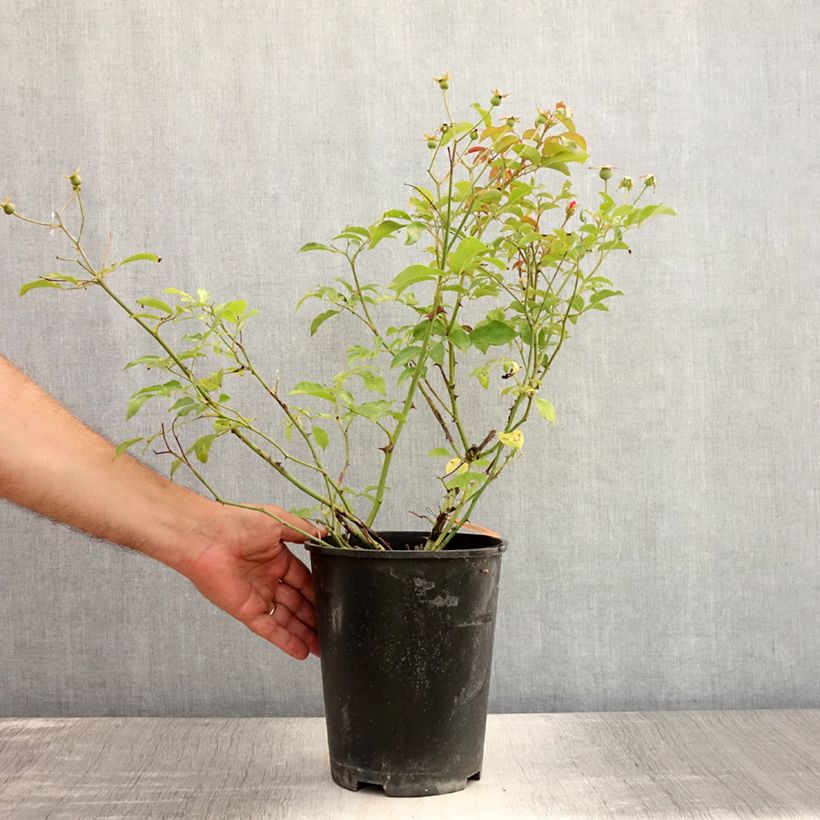 Rosa x polyantha Louis Blériot 4L/5L pot sample as delivered in summer