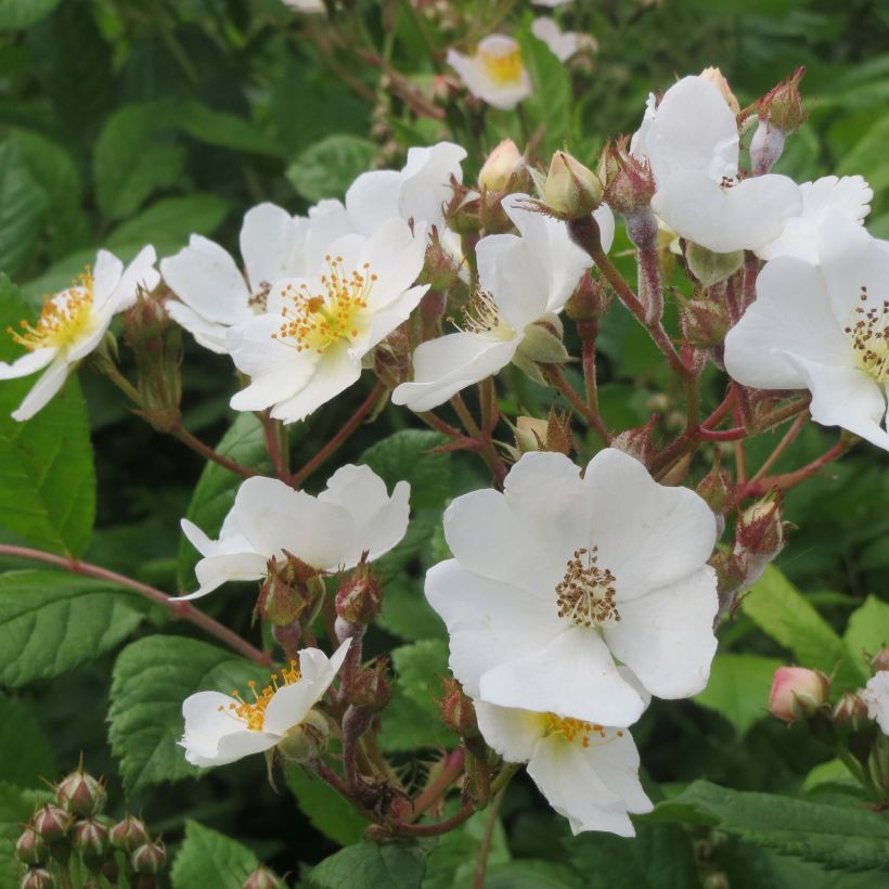 Rosa multiflora - Climbing Rose (Flowering)
