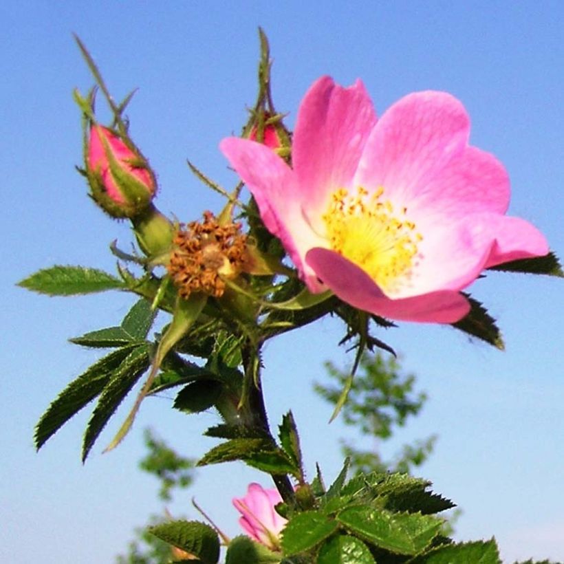 Rosa rubiginosa  (Flowering)