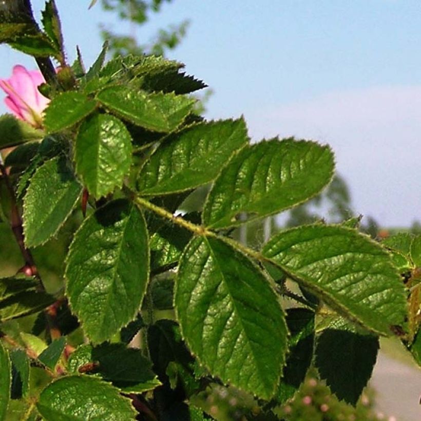 Rosa rubiginosa  (Foliage)