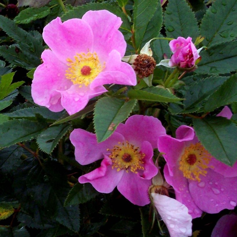 Rosa virginiana  (Flowering)