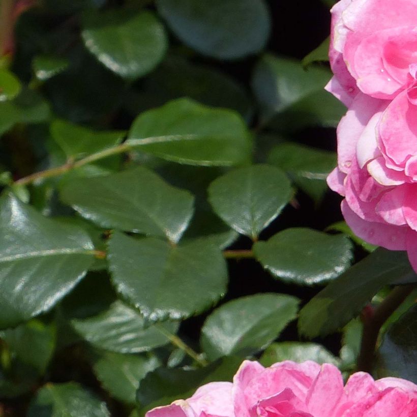 Rosa x floribunda 'Rosarium Uetersen' - Floribunda Rose (Foliage)