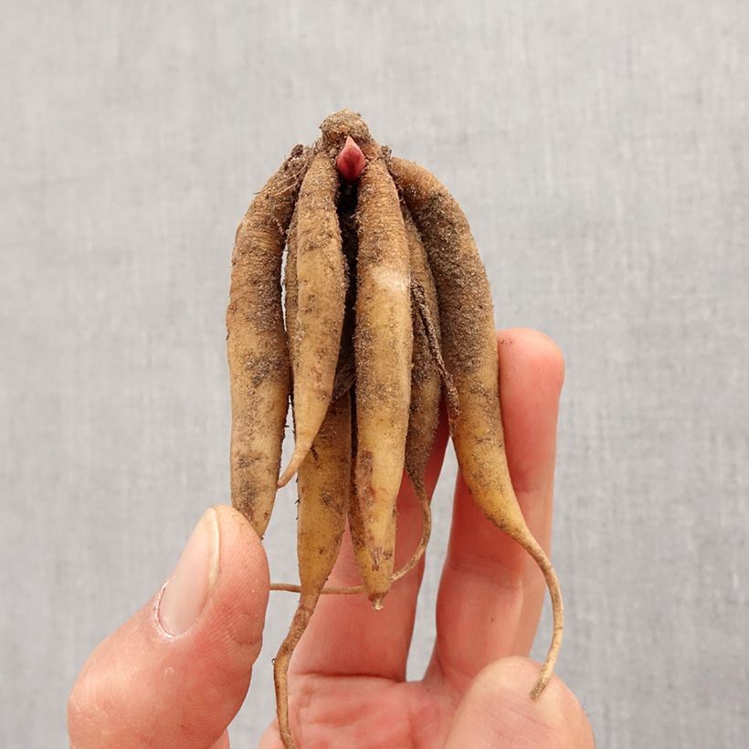 Roscoea beesiana  Bulb size I sample as delivered in spring