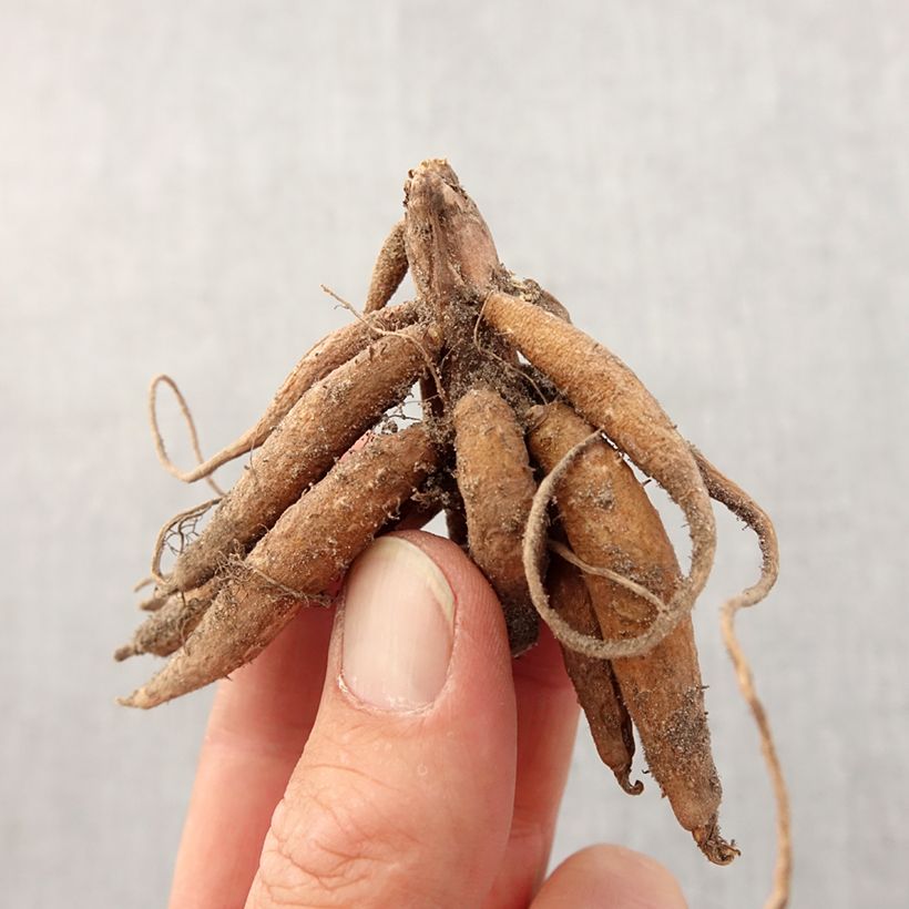 Roscoea purpurea Bulb size I sample as delivered in spring