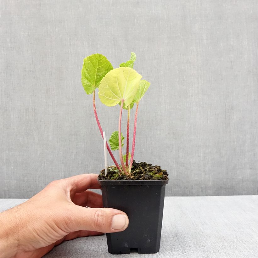 Alcea rosea Chaters Double Jaune - Hollyhock 7/8 cm pot sample as delivered in spring