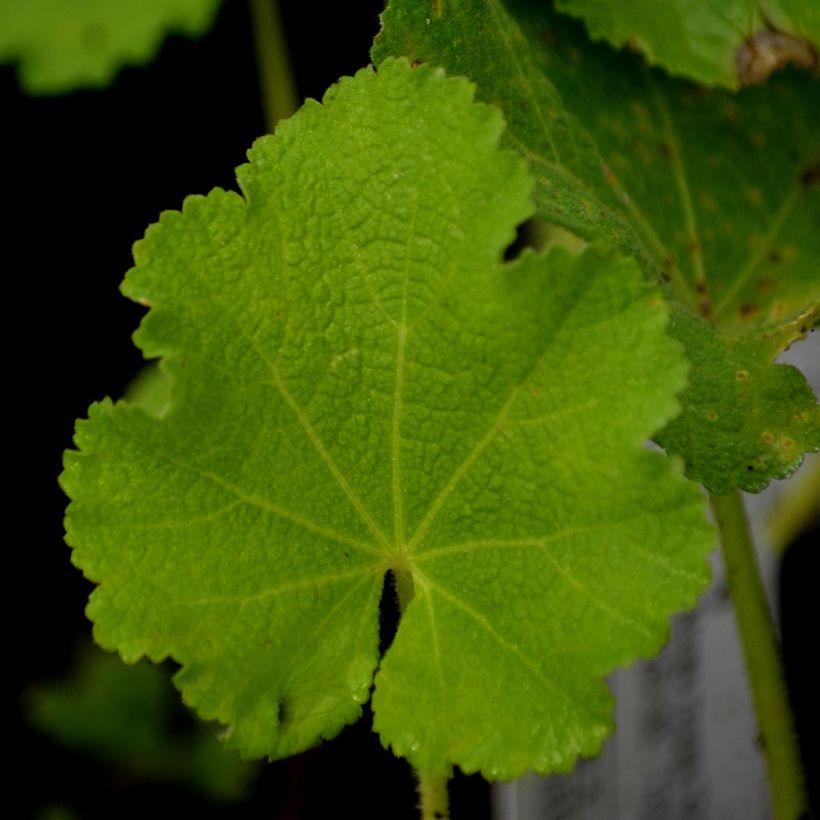 Alcea rosea Chatters Red - Hollyhock (Foliage)