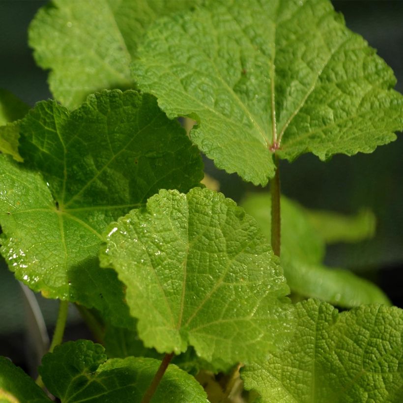 Alcea rosea Nigra - Hollyhock (Foliage)