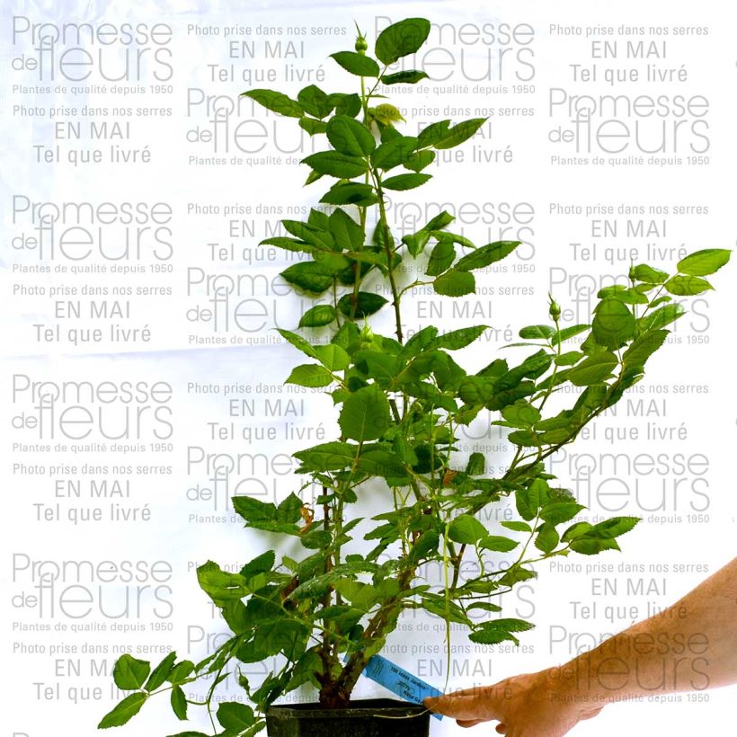 Example of Rosa Generosa 100 Idees Jardin 4L/5L pot specimen as delivered