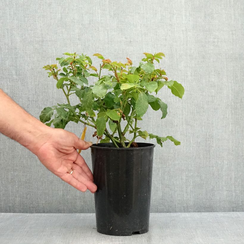 Rosa x floribunda Abracadabra - Floribunda Rose 3L/4L pot sample as delivered in summer