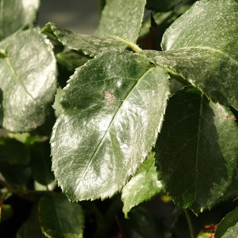 Rosa x floribunda Abracadabra - Floribunda Rose (Foliage)