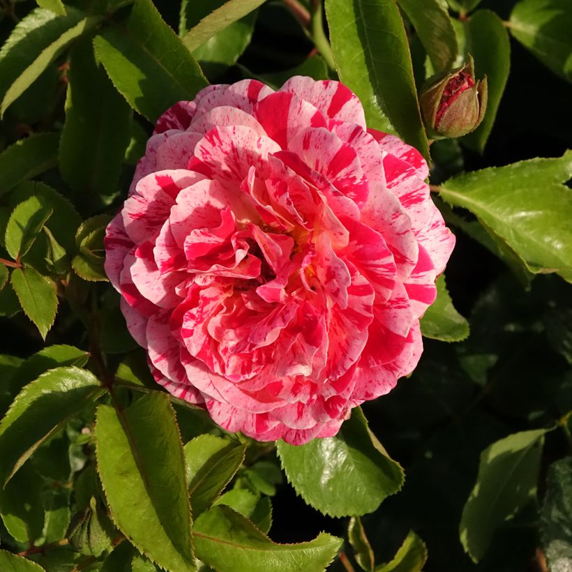 Rosa x floribunda Abracadabra - Floribunda Rose (Flowering)