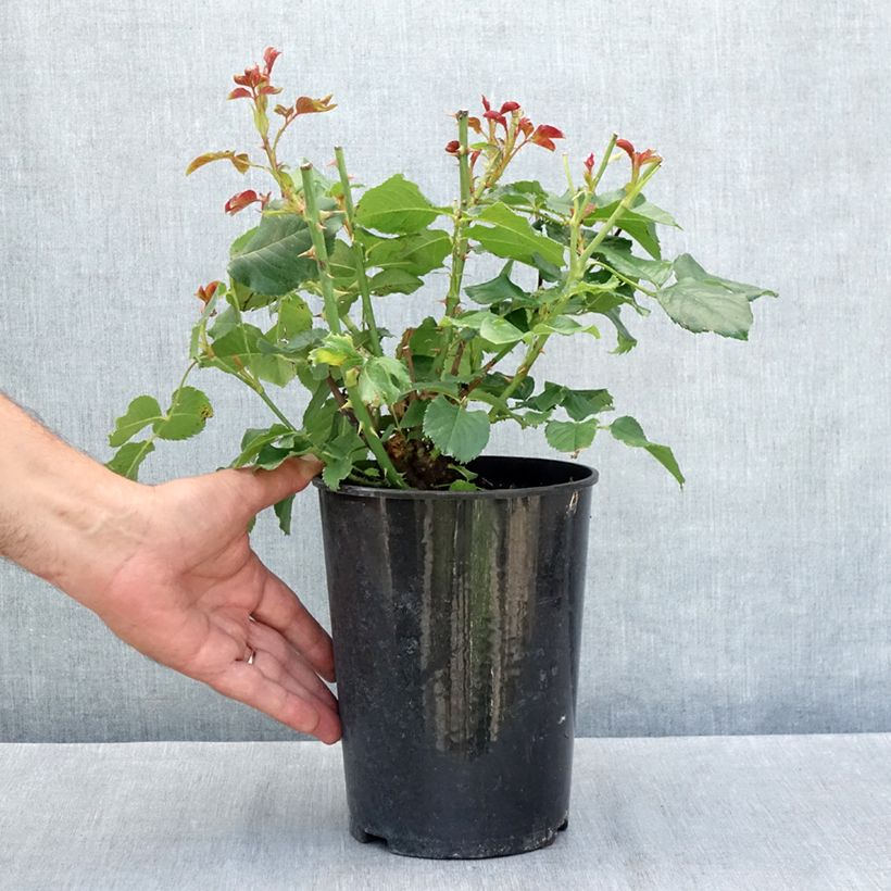 Rosa Amber Queen - Floribunda Rose 2L/3L pot sample as delivered in summer