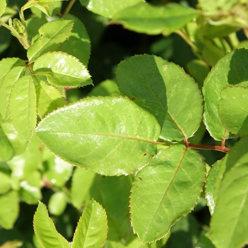 Rosa x floribunda Rosa Anny Duperey (Foliage)