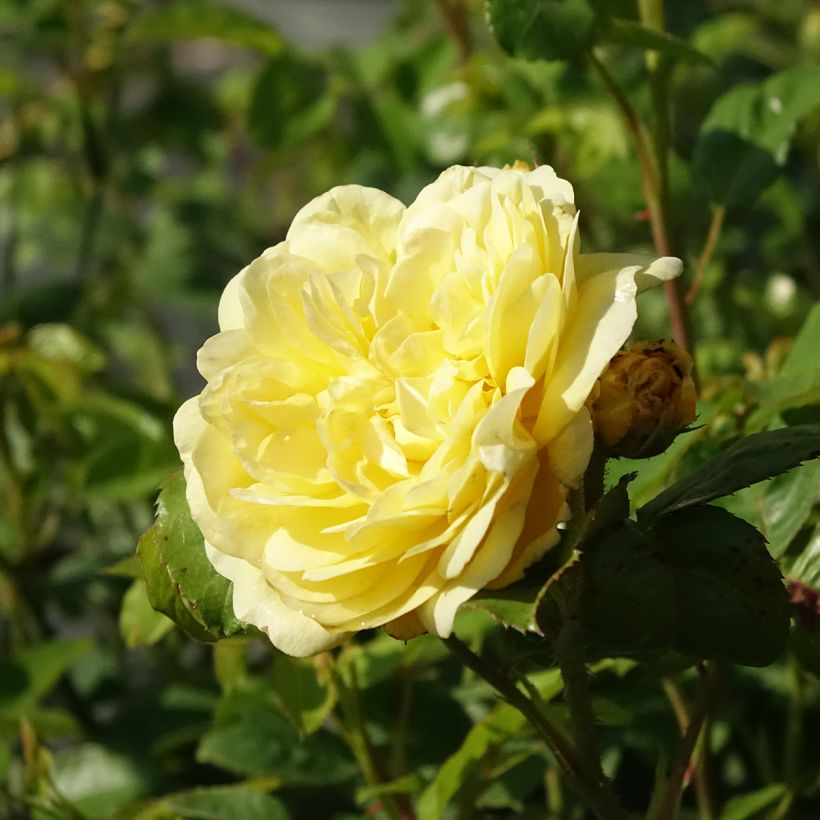Rosa x floribunda Rosa Anny Duperey (Flowering)