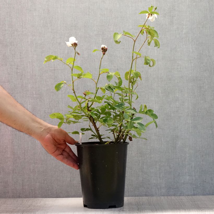 Rosa x floribunda Astronomia - Floribunda Rose 4L/5L pot sample as delivered in summer