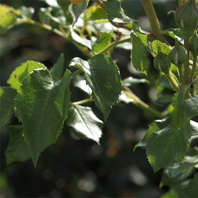 Rosa x floribunda Bentheimer Gold - Floribunda Rose (Foliage)