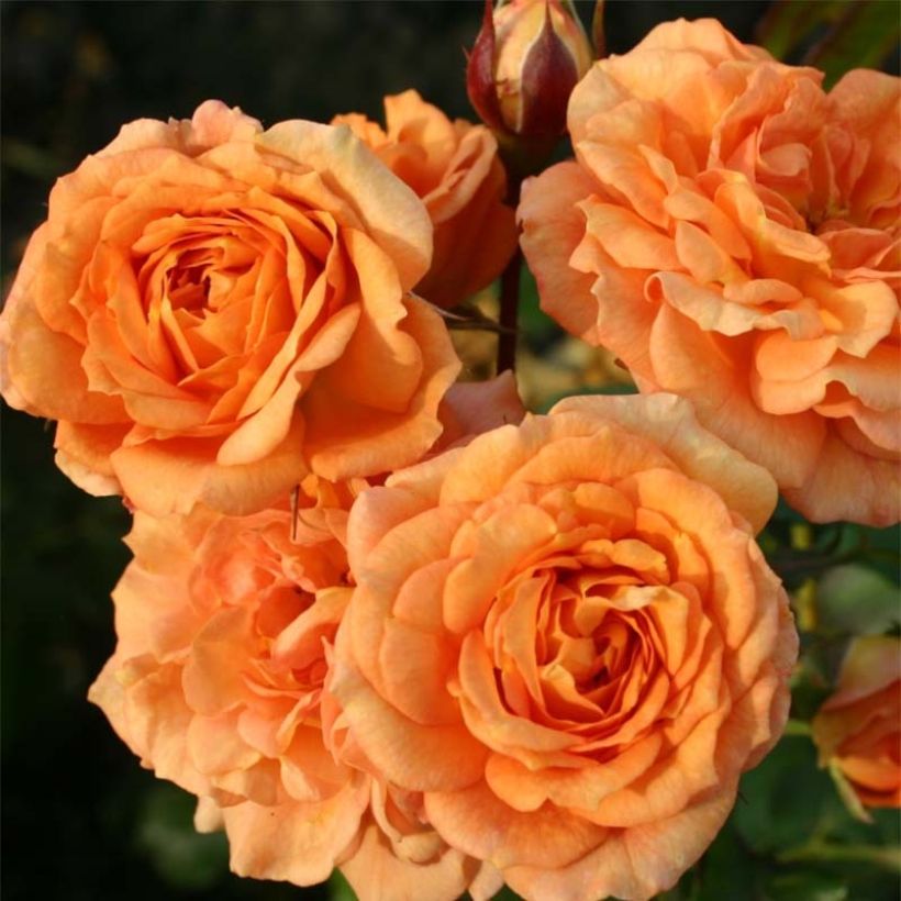 Rosa x floribunda Bentheimer Gold - Floribunda Rose (Flowering)