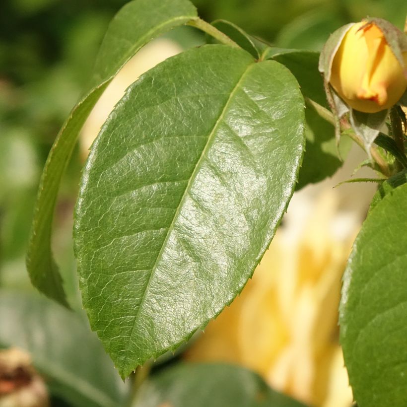 Rosa x floribunda Bernstein Rose - Floribunda Rose (Foliage)