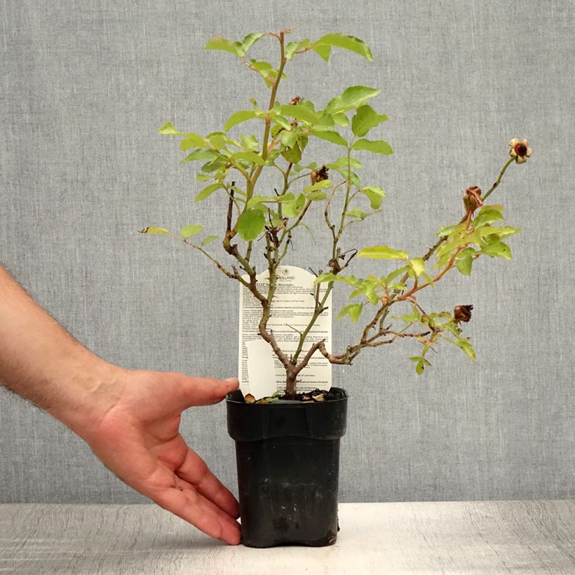 Rosa Botticelli 10cm/11cm pot sample as delivered in summer