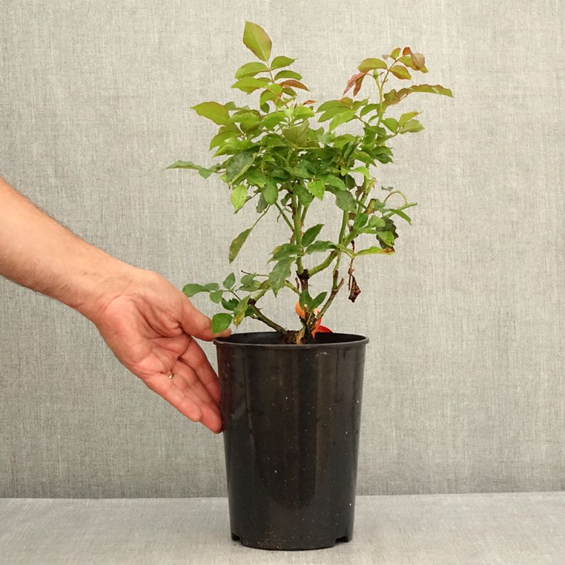 Rosa Botticelli 4L/5L pot sample as delivered in summer