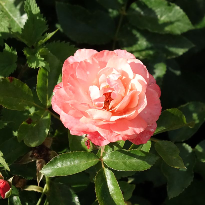 Rosa Botticelli (Flowering)