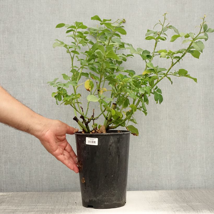 Rosa x moschata Bouquet Parfait 'Lenbofa' 4L/5L pot sample as delivered in summer