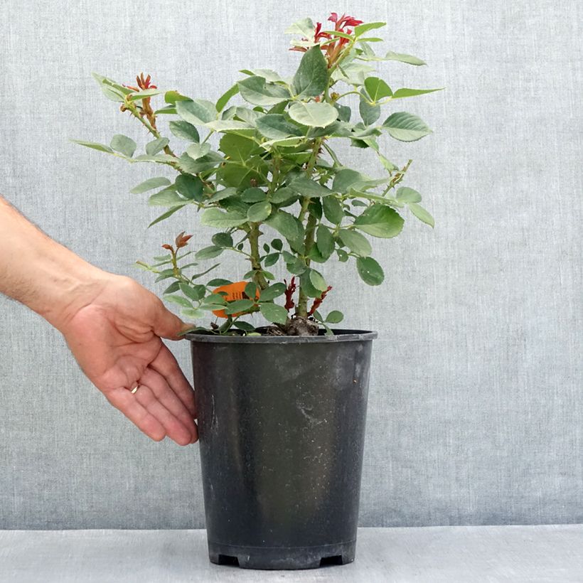 Rosa  'Meibeausai' CHARLES AZNAVOUR® - Rosier Charles Aznavour, Rosier Seduction 4L/5L pot sample as delivered in summer