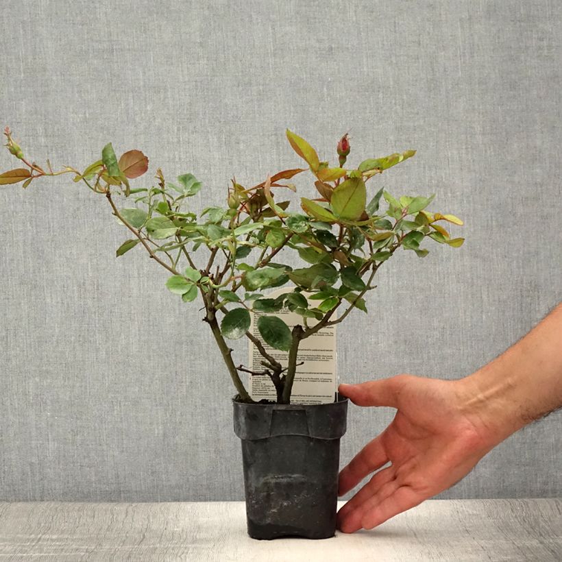Rosa x polyantha Cherry Bonica 10cm/11cm pot sample as delivered in summer
