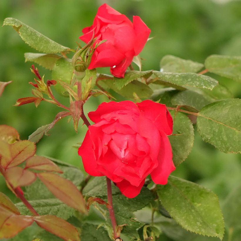 Rosa x polyantha Cherry Bonica (Flowering)