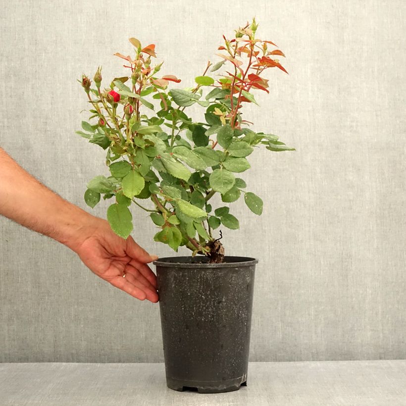 Rosa x polyantha Cherry Bonica 4L/5L pot sample as delivered in summer