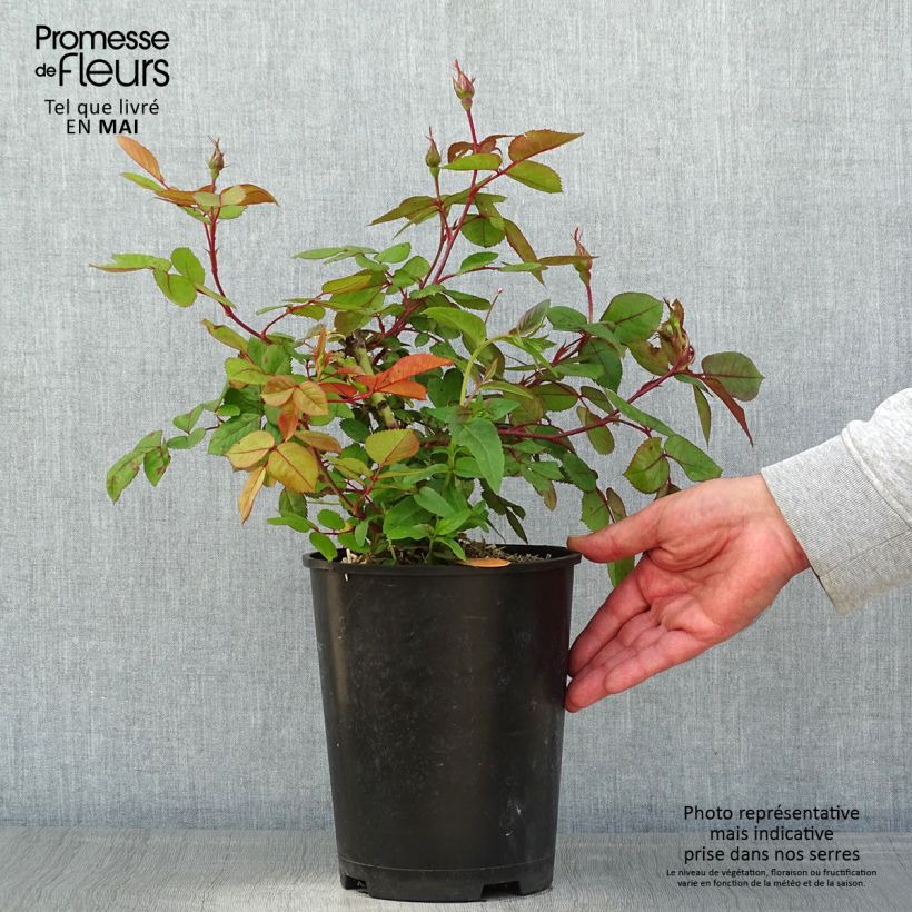 Rosa x polyantha Cherry Bonica 4L/5L pot sample as delivered in spring